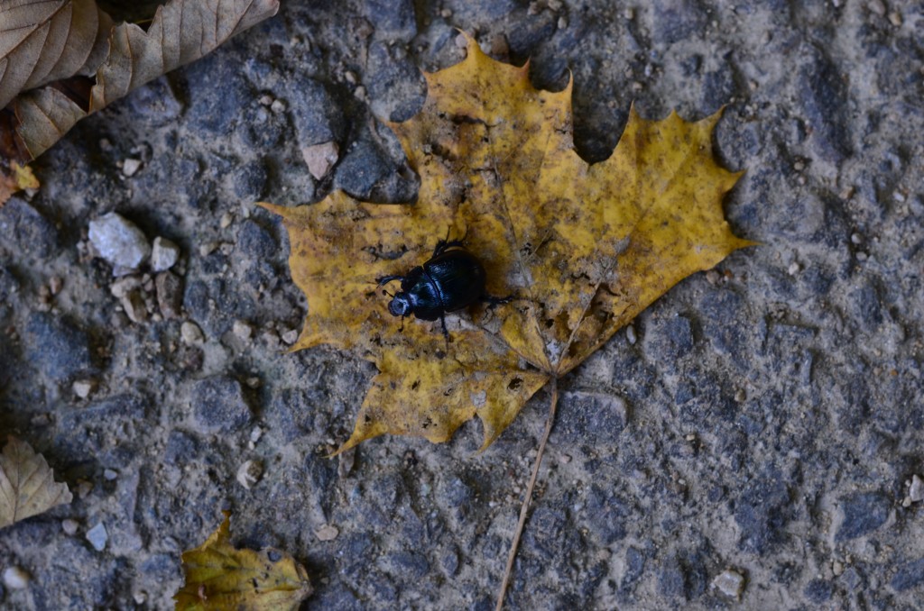 DSC_0046