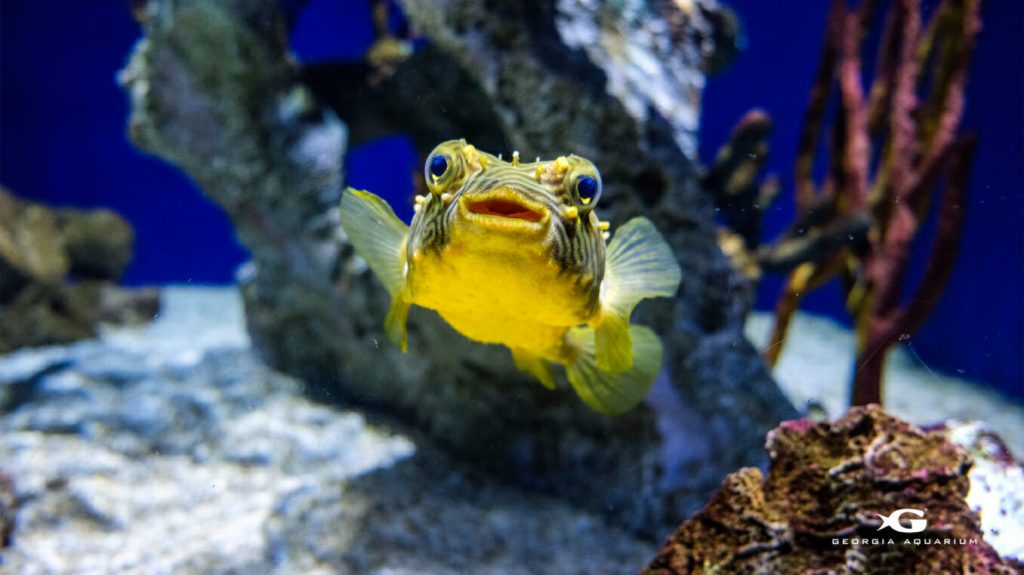 exhibit at the Georgia Aquarium